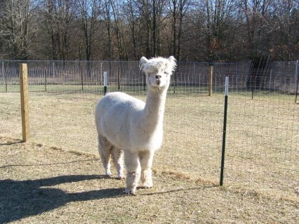 Alpaca For Sale - DVZ's Peruvian Victoria Mist at Lotis Alpacas